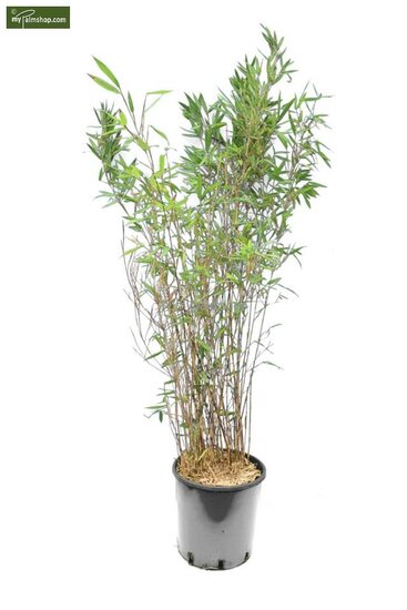 Fargesia Winter Joy - totale hoogte 120-150 cm - pot 10 ltr