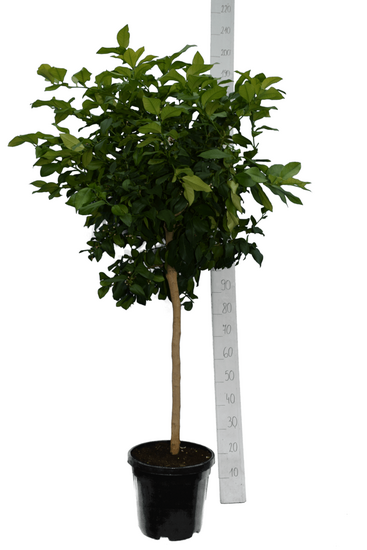 Citrus limon - totale hoogte 150-170 cm - pot &Oslash; 35 cm [pallet]