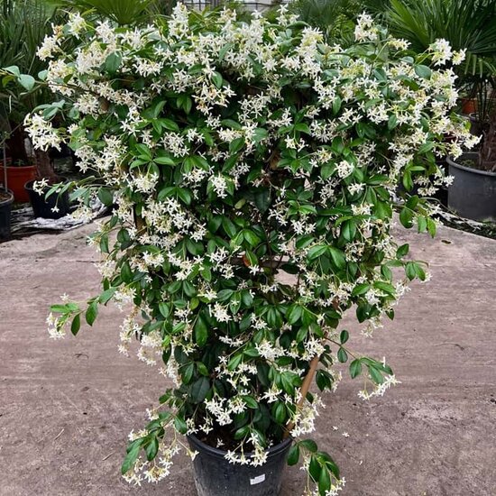 Trachelospermum jasminoides - trellis - pot &Oslash; 40 cm [pallet]