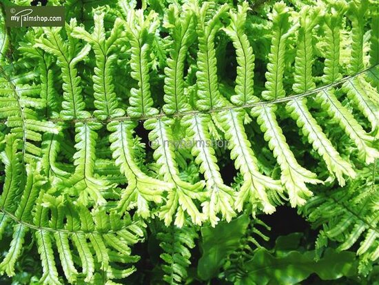 Dryopteris affinis Cristata the King - pot 1,7 ltr