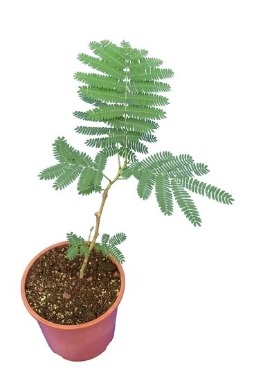 Albizia julibrissin Rouge - pot &Oslash; 17 cm