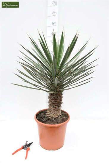 Yucca filifera - totale hoogte 50-70 cm - pot &Oslash; 23 cm