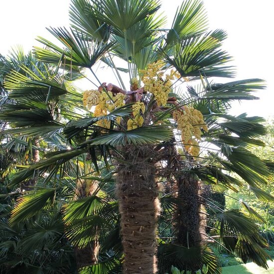 Trachycarpus wagnerianus