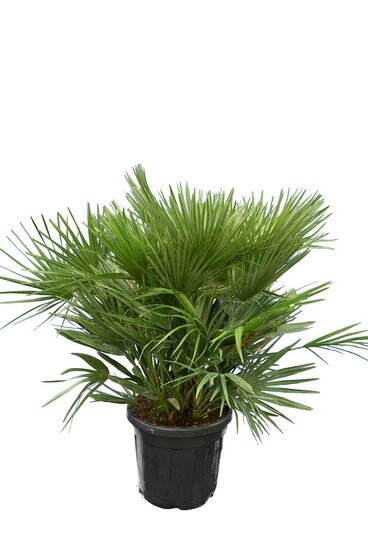 Chamaerops humilis Vulcano - totale hoogte 80-100 cm - pot &Oslash; 40 cm