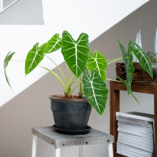 Alocasia frydeck