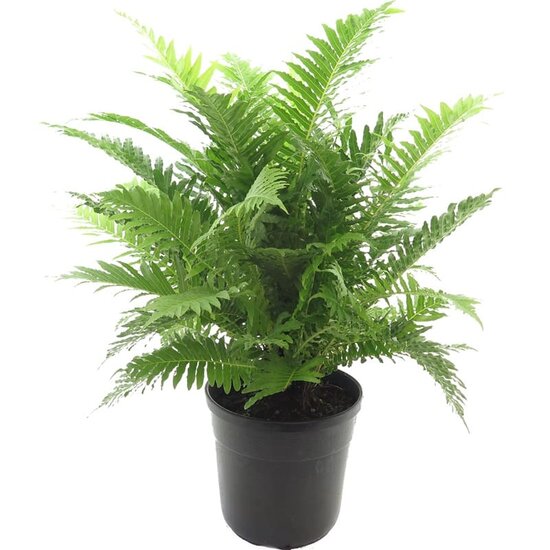 Blechnum gibbum Silver Lady Multitrunk