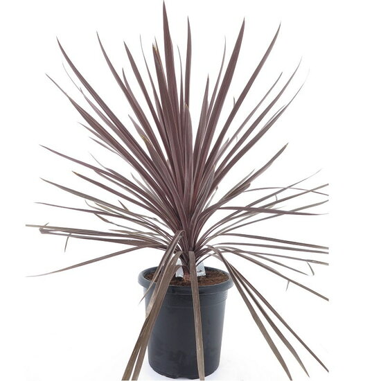 Cordyline australis Red Star