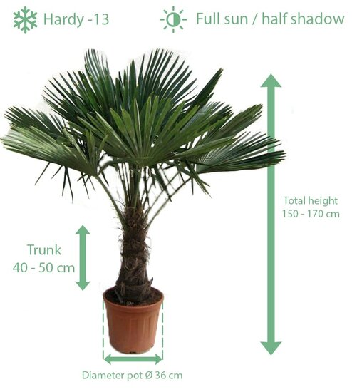 Trachycarpus fortunei - stam 40-50 cm - totale hoogte 150-170 cm - pot &Oslash; 36 cm