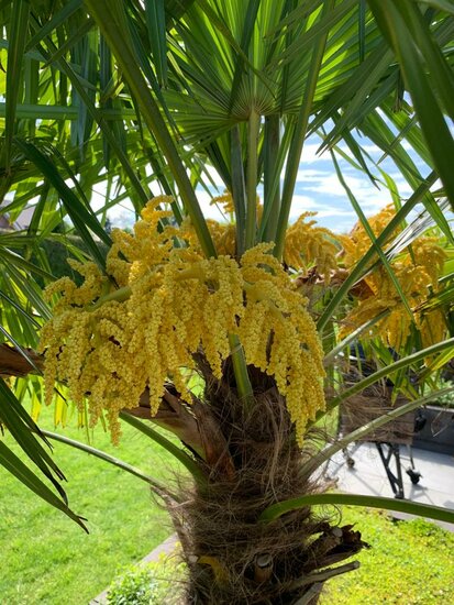 Trachycarpus fortunei - stam 40-50 cm - totale hoogte 150-170 cm - pot &Oslash; 36 cm