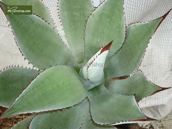 Agave neomexicana