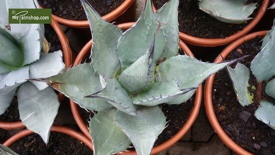 Agave neomexicana - pot &Oslash; 26 cm