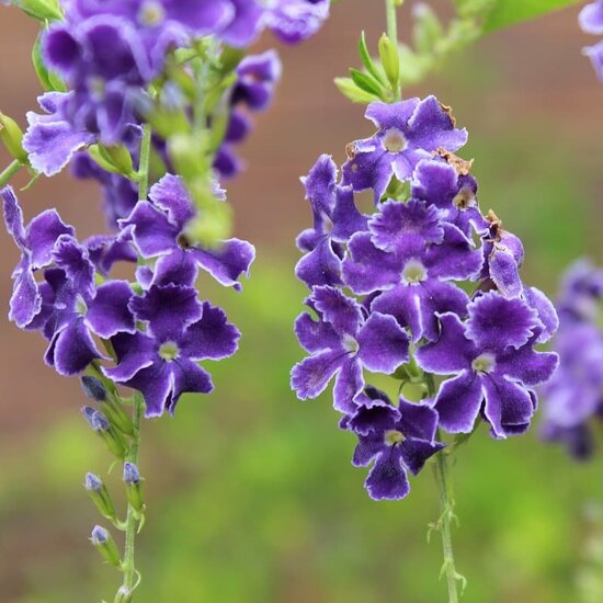 Duranta erecta totale hoogte 80-100 cm