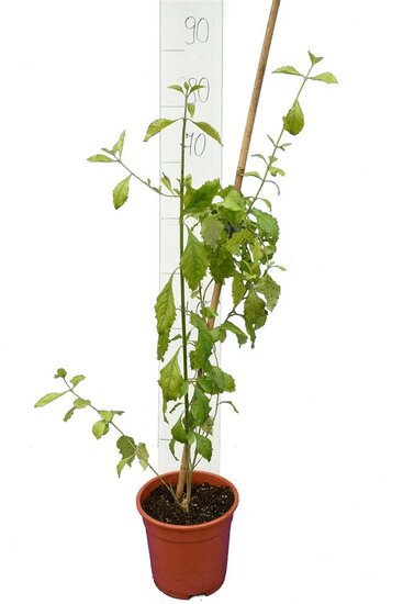 Duranta erecta totale hoogte 80-100 cm