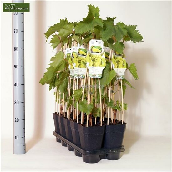 Vitis labrusca Sukribe - pot 2 ltr