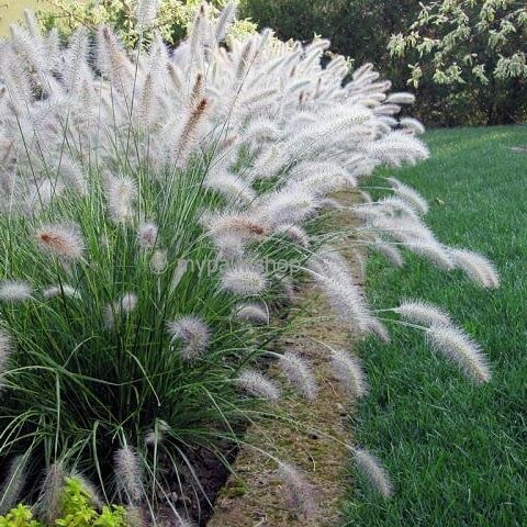 Pennisetum alopecuroides Hameln