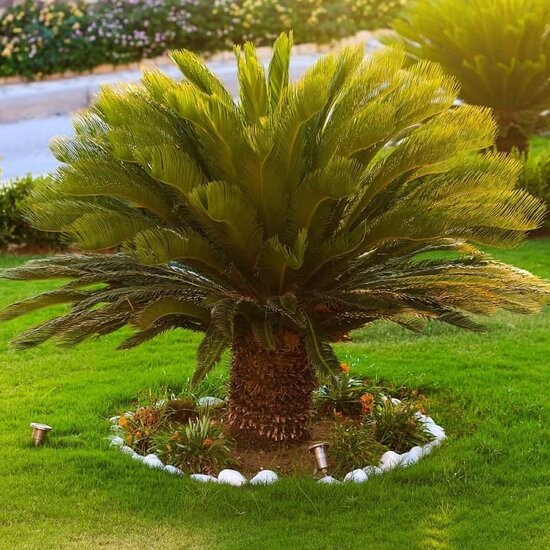 Cycas revoluta - palmvaren