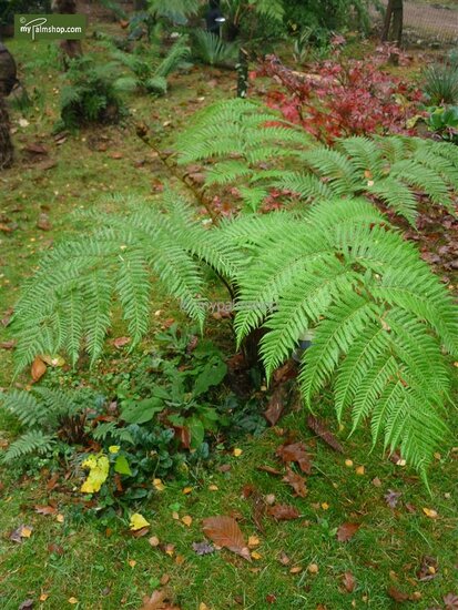 Cyathea cooperi in a garden