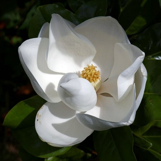 Magnolia grandiflora