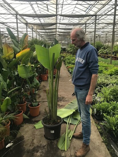 Ravenala madagascariensis - gesneden - pot &Oslash; 28 cm