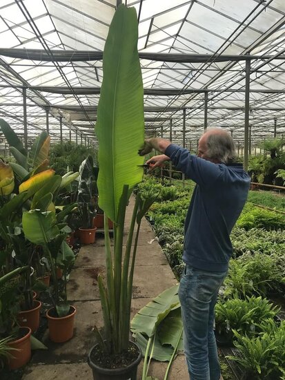 Ravenala madagascariensis - gesneden - pot &Oslash; 28 cm