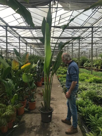 Ravenala madagascariensis - gesneden - pot &Oslash; 28 cm