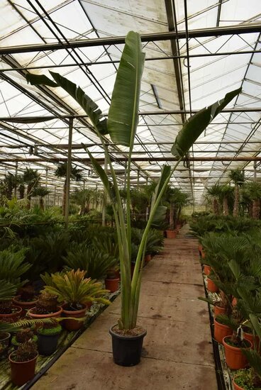 Ravenala madagascariensis - gesneden - pot &Oslash; 28 cm