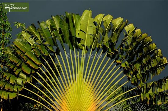 Ravenala madagascariensis - gesneden - pot &Oslash; 28 cm