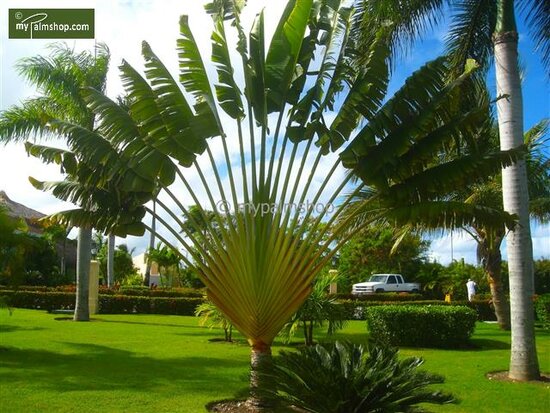 Ravenala madagascariensis - gesneden - pot &Oslash; 28 cm