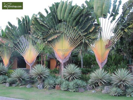 Ravenala madagascariensis - gesneden - pot &Oslash; 28 cm