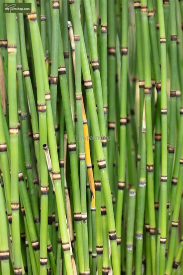 Equisetum japonicum