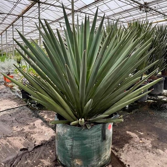 Yucca madrensis