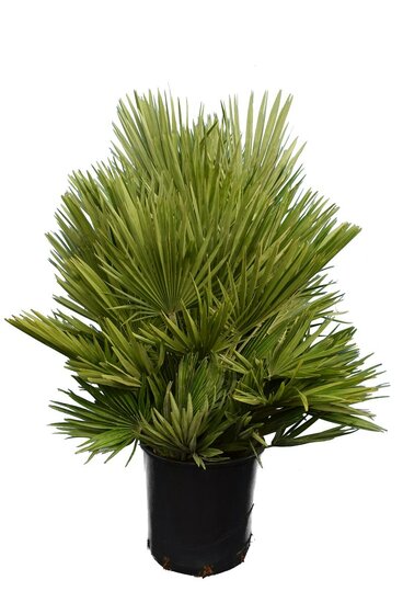 Chamaerops humilis Vulcano - pot &Oslash; 30 cm