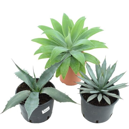 Agave set