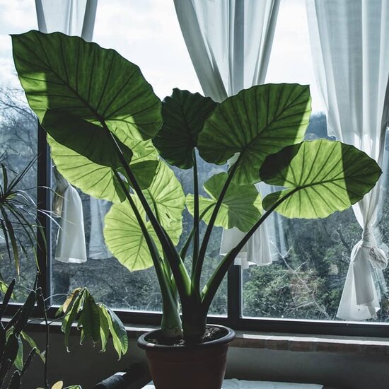 Alocasia Sumo