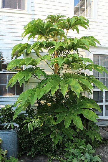 Tetrapanax papyrifera - pot &Oslash; 21 cm