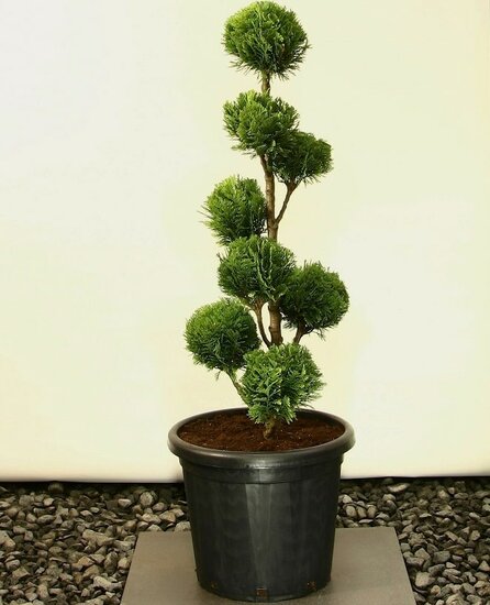 Chamaecyparis lawsoniana Alumigold pom pom