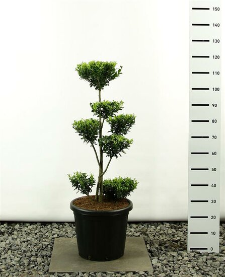 Ilex maximowicziana kanehirae multiplateau extra - totale hoogte 125-150 cm - pot 20 ltr