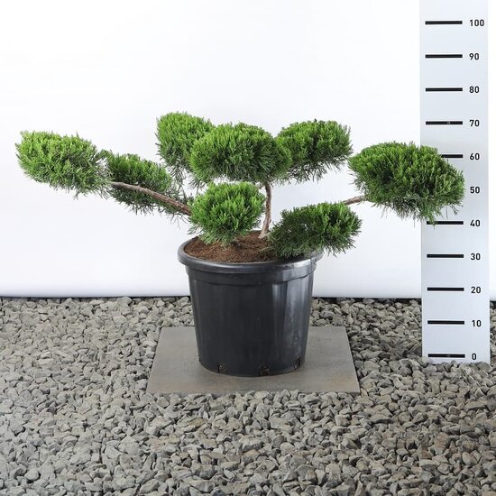 Juniperus media Mint Julep