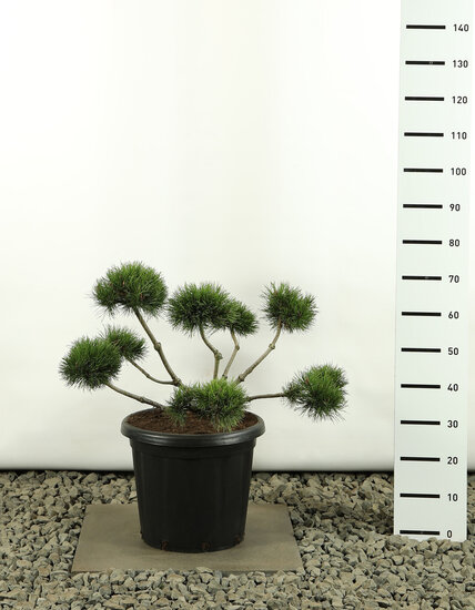 Pinus mugo Mugo Multiplateau