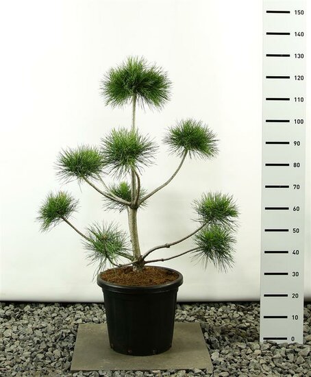 Pinus sylvestris multiplateau - totale hoogte 100-125 cm [pallet]