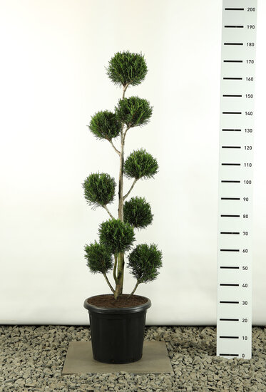 Cupressocyparis leylandii 2001 Multibol - totale hoogte 150-170 cm - pot 20 ltr