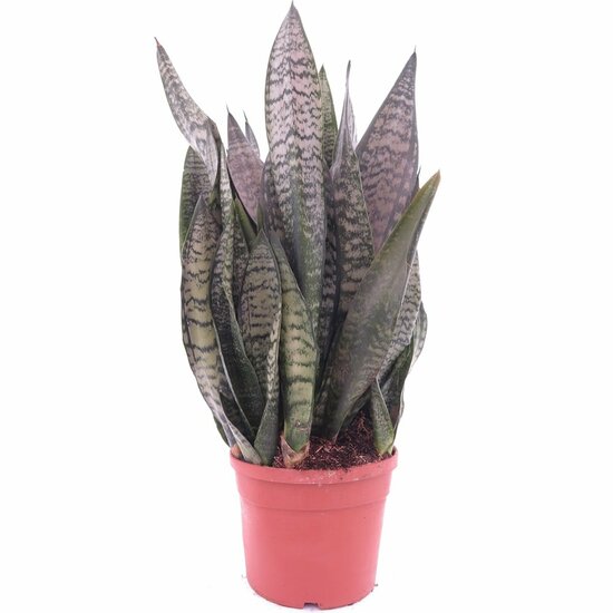 Sansevieria trifasciata Green Flame