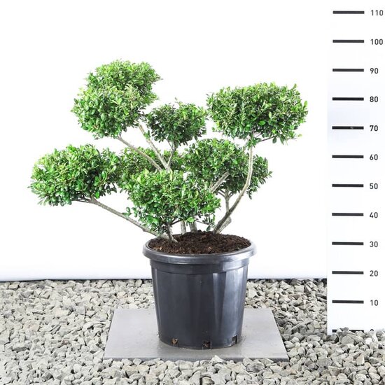 Ilex crenata Hetzii Multiplateau extra