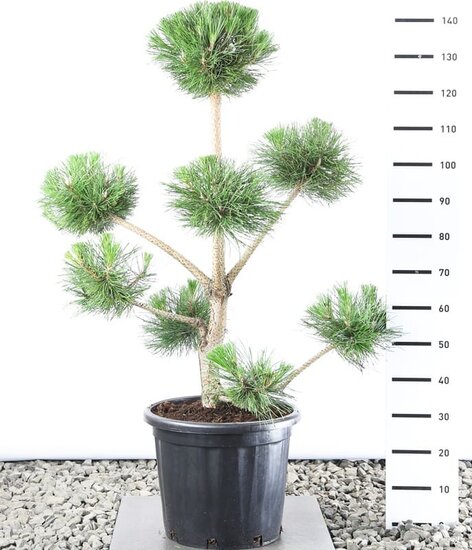 Pinus nigra var. nigra multiplateau extra