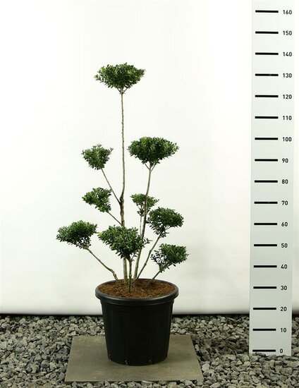 Ilex maximowicziana kanehirae multiplateau