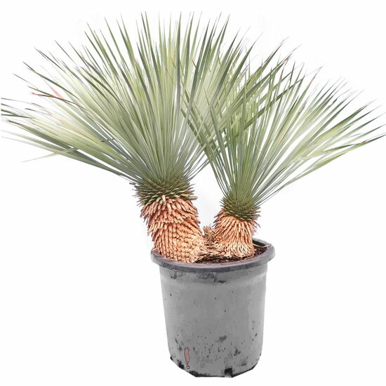 Yucca rostrata - multitrunk