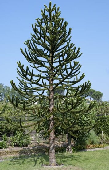 Araucaria araucana