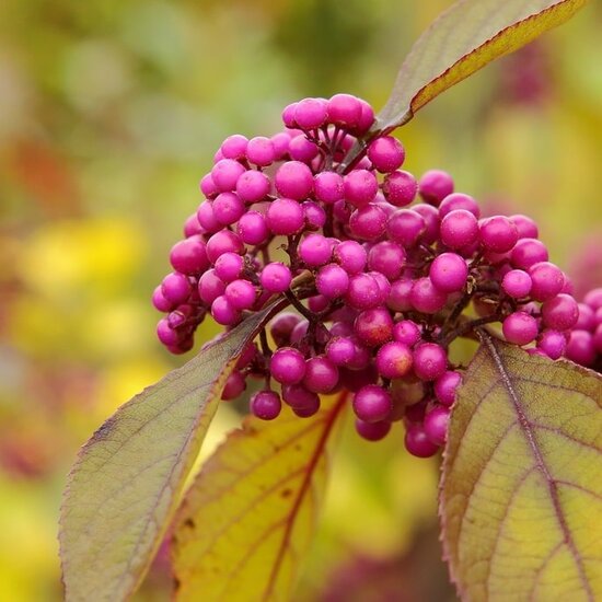 Callicarpa bodinieri Profusion