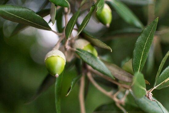 Quercus ilex - pot 17 cm