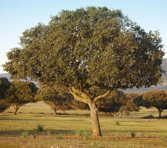 Quercus ilex - pot 17 cm